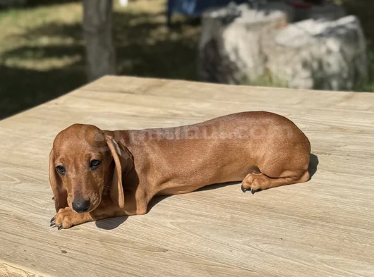 Mini Sosis Köpek Yavruları görsel
