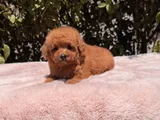 Mini red brown toy poodle yavrular