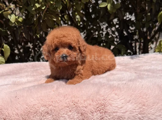 Mini Red Brown Toy Poodle Yavrular