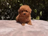 Mini Red Brown Toy Poodle Yavrular
