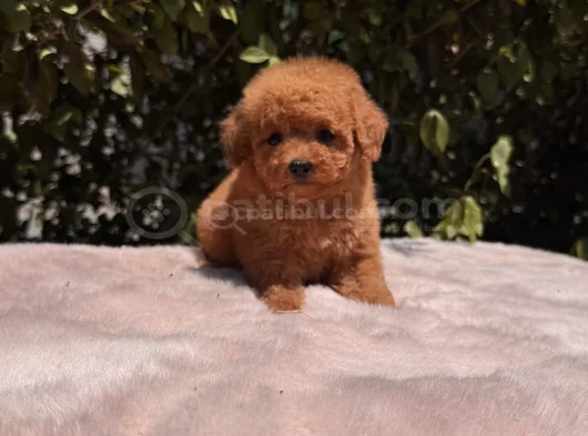 Mini Red Brown Toy Poodle Yavrular görsel