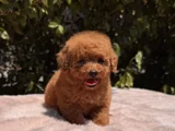 Mini Red Brown Toy Poodle Yavrular