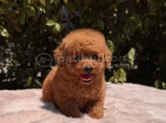 Mini Red Brown Toy Poodle Yavrular görsel