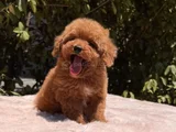Mini Red Brown Toy Poodle Yavrular