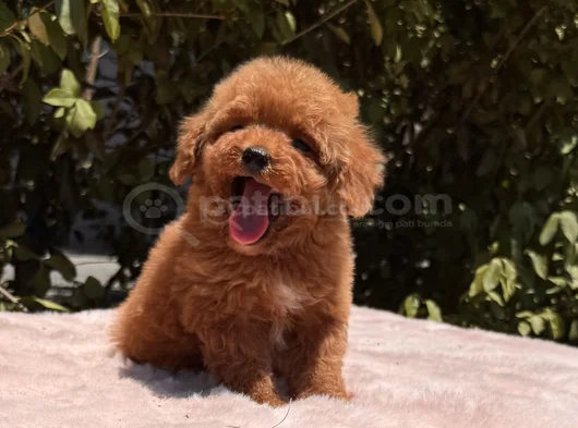 Mini Red Brown Toy Poodle Yavrular görsel