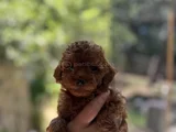 Orjinal Toy poodle