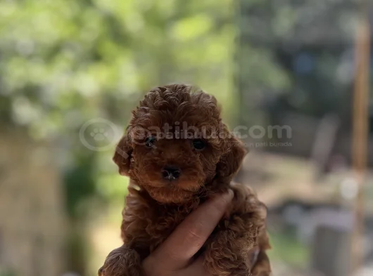 Orjinal Toy Poodle