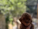 Orjinal Toy Poodle
