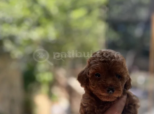 Orjinal Toy Poodle görsel