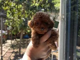 Orjinal Toy Poodle