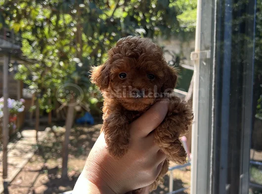 Orjinal Toy Poodle görsel