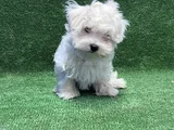 Maltese Terrier En Güzel Hali Irk Garantili