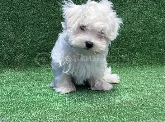 Maltese Terrier En Güzel Hali Irk Garantili görsel