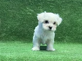 Maltese Terrier En Güzel Hali Irk Garantili