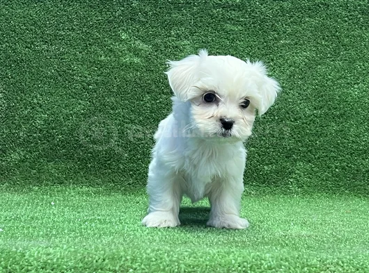 Maltese Terrier En Güzel Hali Irk Garantili görsel