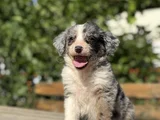 EN ÖZEL RENK BLUE MERLE BORDER Collie Yavrular