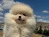 Erkek Pomerani̇an Boo Yavru