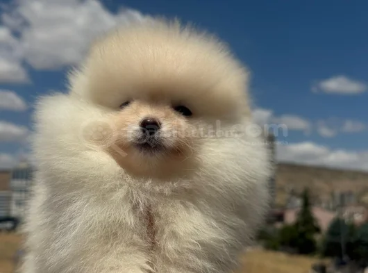 Erkek Pomerani̇an Boo Yavru görsel