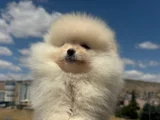 ERKEK POMERANİAN BOO YAVRU