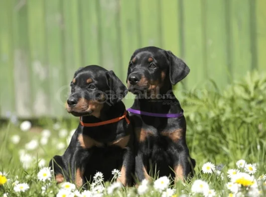 Kali̇teni̇n Zrvesi̇nden Ki̇ng Doberman görsel