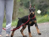 KALİTENİN ZRVESİNDEN KİNG DOBERMAN