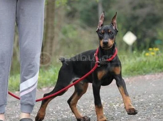 Kali̇teni̇n Zrvesi̇nden Ki̇ng Doberman