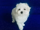 maltese terrier en güzel hali ırk garantili