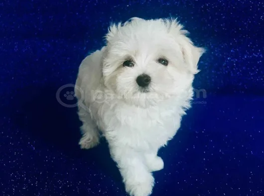 Maltese Terrier En Güzel Hali Irk Garantili