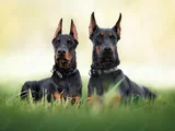 king size mükemmel kalite doberman yavrular