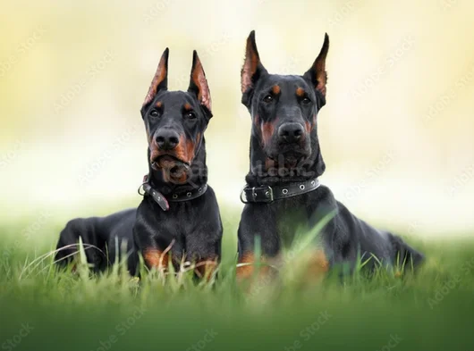 king size mükemmel kalite doberman yavrular