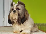 SHİH TZU YAVRUSU