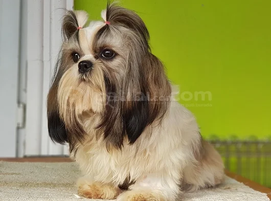 Shi̇h Tzu Yavrusu