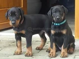 King Size Mükemmel Kalite Doberman Yavrular