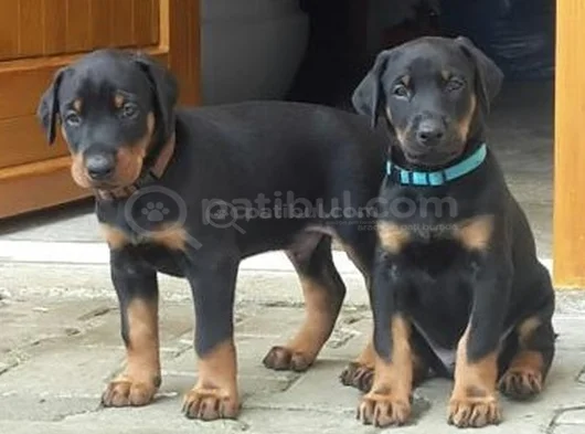 King Size Mükemmel Kalite Doberman Yavrular görsel