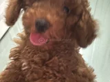 Orjinal Irk Ve Sağlık Garantili Toy Poodle