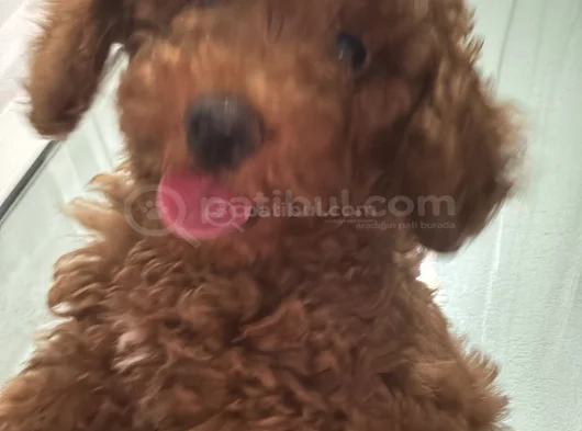 Orjinal Irk Ve Sağlık Garantili Toy Poodle görsel