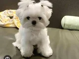 Teacup Maltese Terrier Bebeklerimiz
