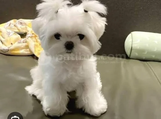 Teacup Maltese Terrier Bebeklerimiz görsel