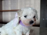 Teacup Maltese Terrier Bebeklerimiz