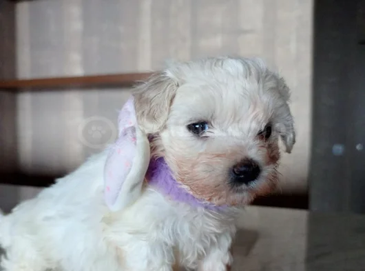 Teacup Maltese Terrier Bebeklerimiz görsel