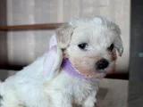 Teacup Maltese Terrier Bebeklerimiz