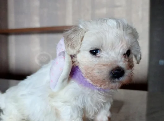 Teacup Maltese Terrier Bebeklerimiz görsel