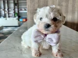 Teacup maltese terrier bebeklerimiz