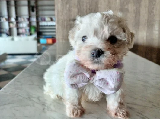 Teacup Maltese Terrier Bebeklerimiz