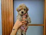 ORIJINAL MALTIPOO YAVRULAR