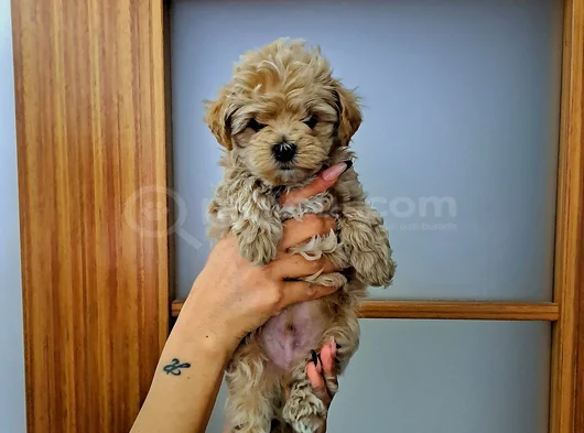 Orijinal Maltipoo Yavrular