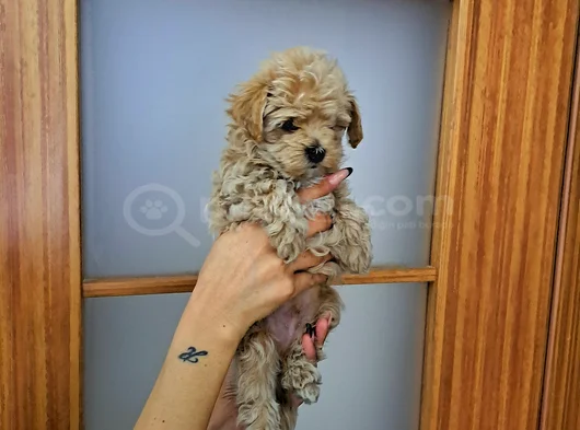 Orijinal Maltipoo Yavrular görsel