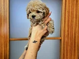 Orijinal Maltipoo Yavrular
