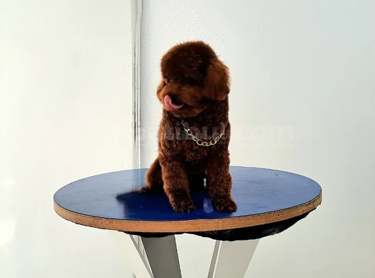 Orijinal Maltipoo Yavrular görsel