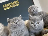 Kedi̇ci̇den Show Kali̇te British Shorthair Yavrulari Ank